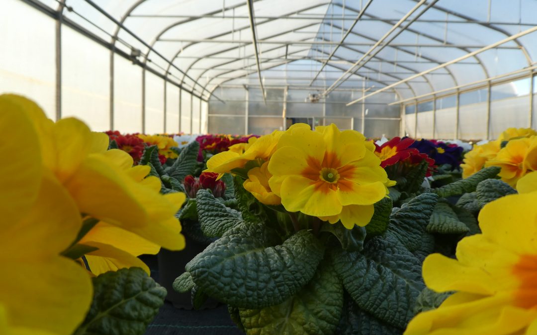 Botschafter für den nahenden Frühling