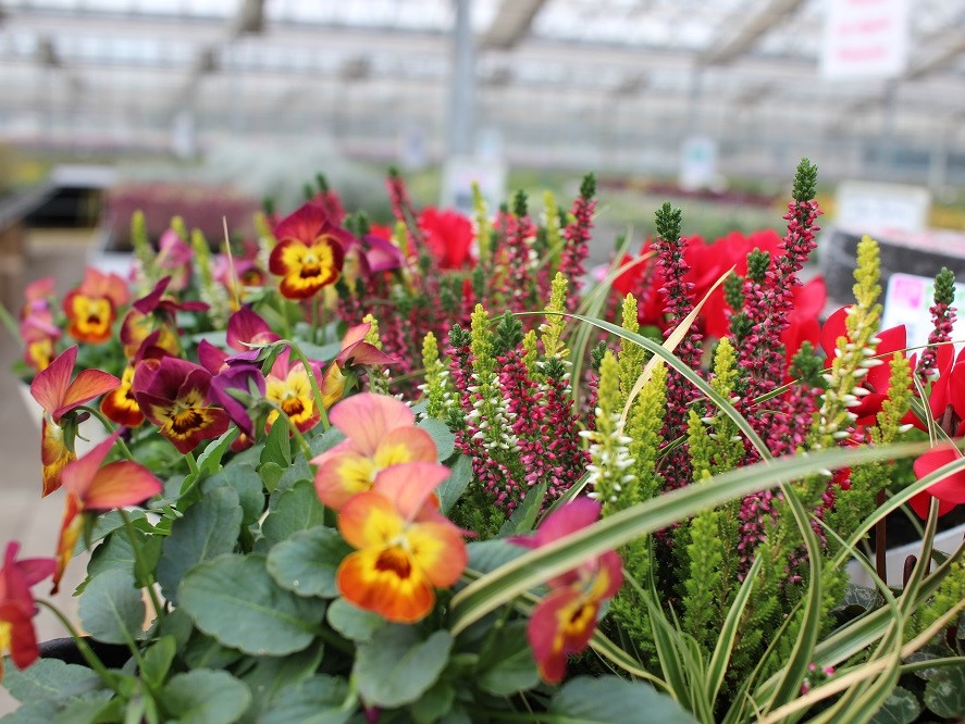 Farbspektakel im Herbst: Blüten und Blätter werden bunt!